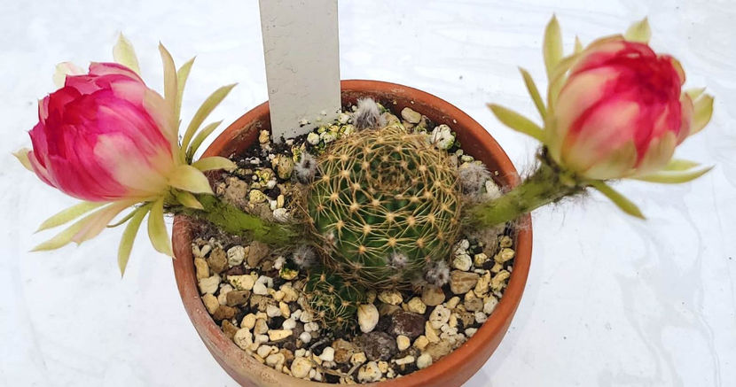 Lobivia hb BIR - Lobivia hb BIR