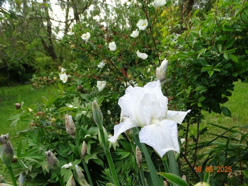  - Irisi 2025 -Dobarland