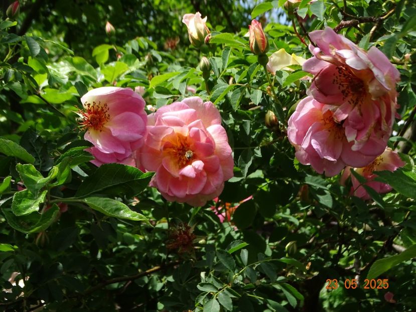  - Trandafiri 2025