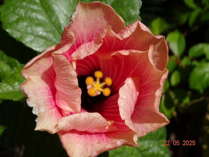  - Hibiscusi