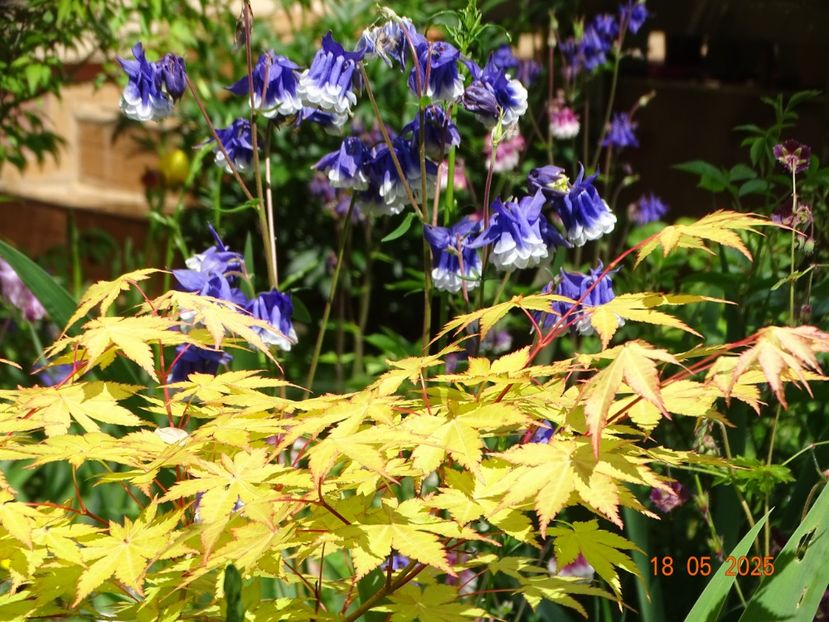  - Copacei si arbusti 2025