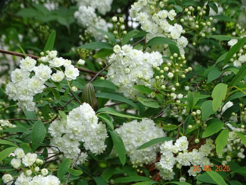  - Copacei si arbusti 2025