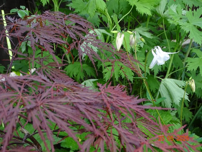  - Copacei si arbusti 2025