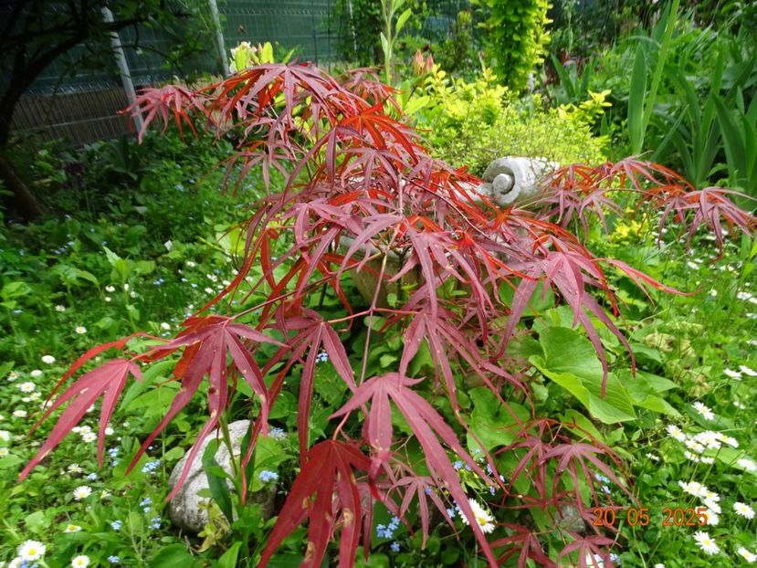  - Copacei si arbusti 2025