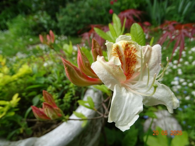  - Copacei si arbusti 2025