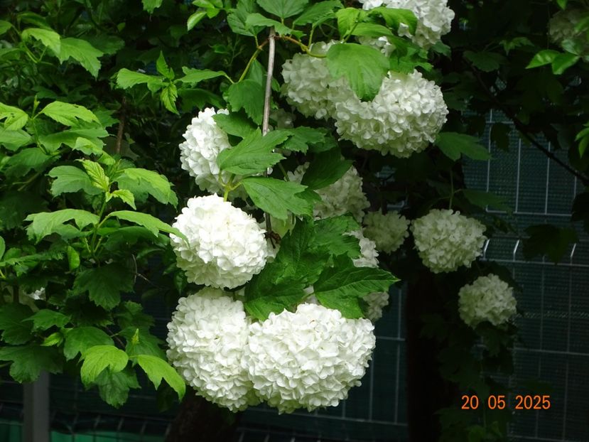  - Copacei si arbusti 2025