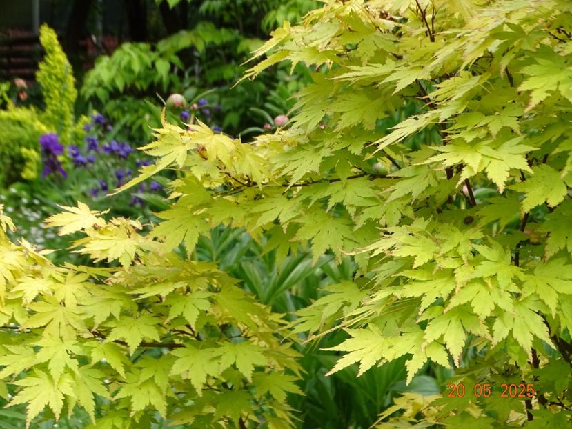  - Copacei si arbusti 2025