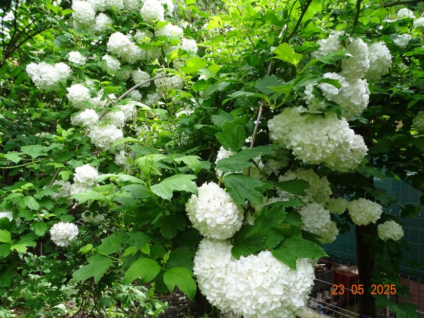  - Copacei si arbusti 2025