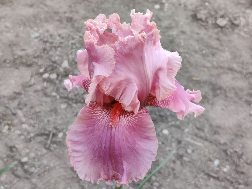Okapi poppy - Album 2