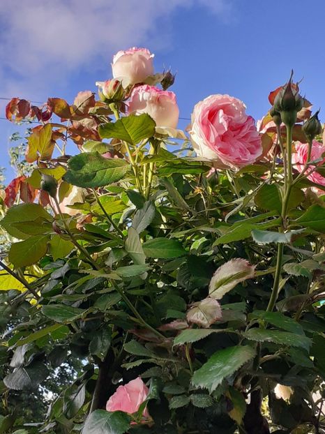  - Eden Rose 2024_ 2025