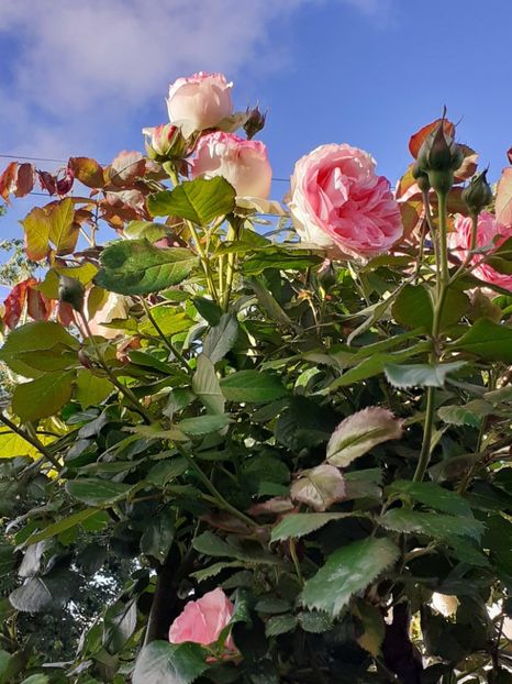  - Eden Rose 2024_ 2025