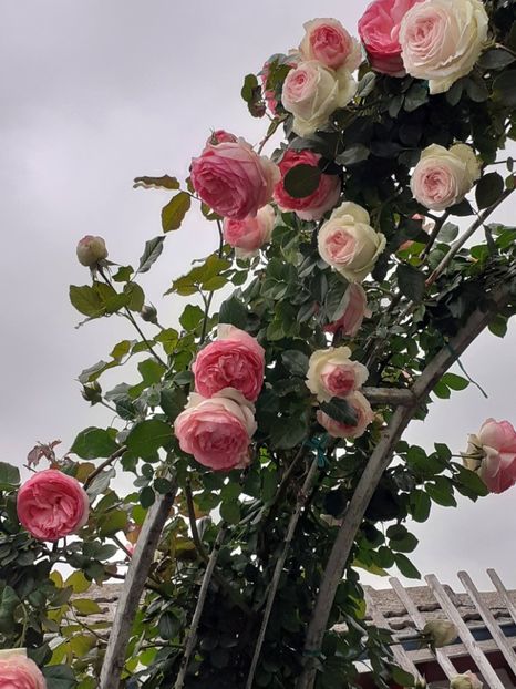  - Eden Rose 2024_ 2025