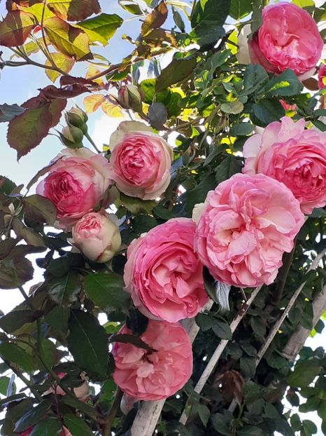  - Eden Rose 2024_ 2025