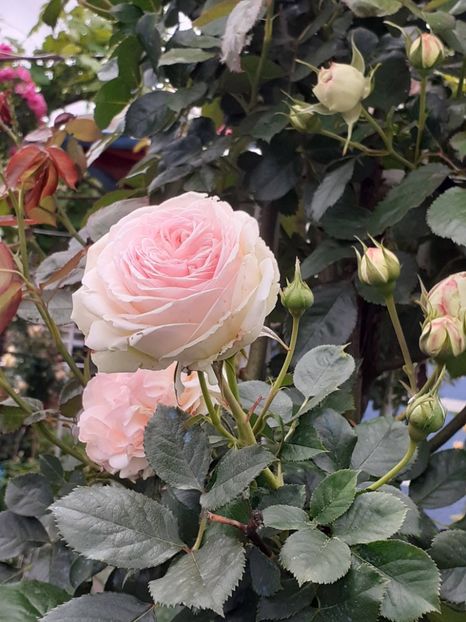  - Palais Royale 2022 - 2023-2024