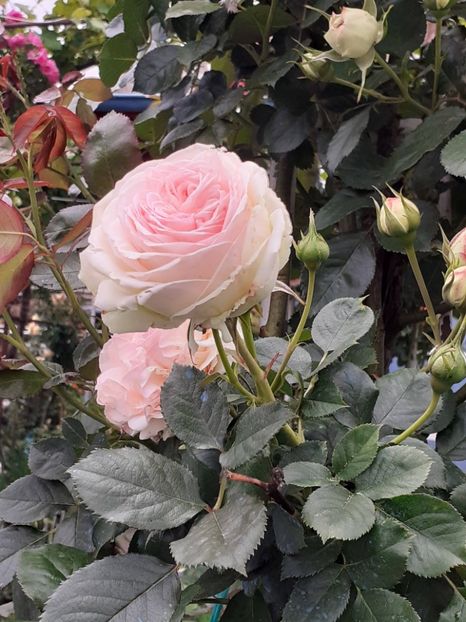  - Palais Royale 2022 - 2023-2024