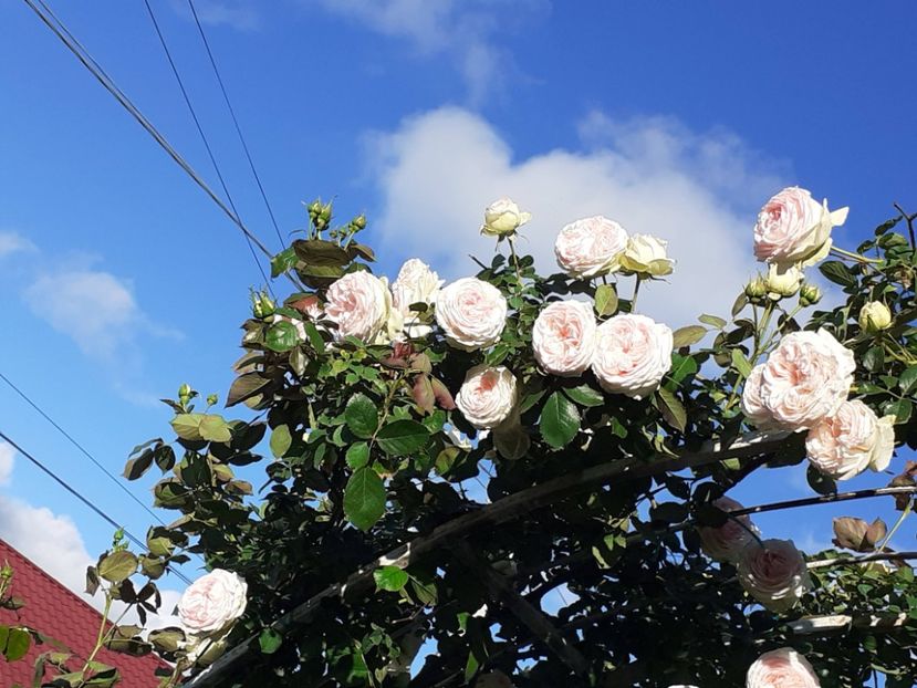  - Palais Royale 2022 - 2023-2024