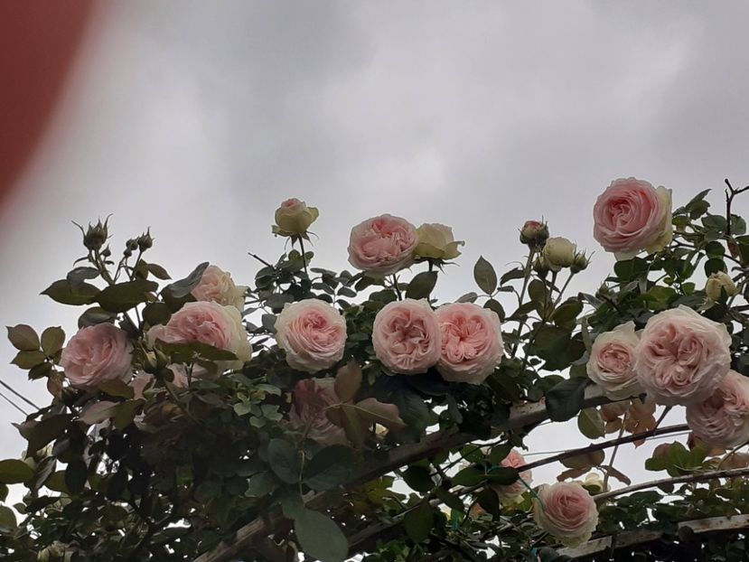  - Palais Royale 2022 - 2023-2024