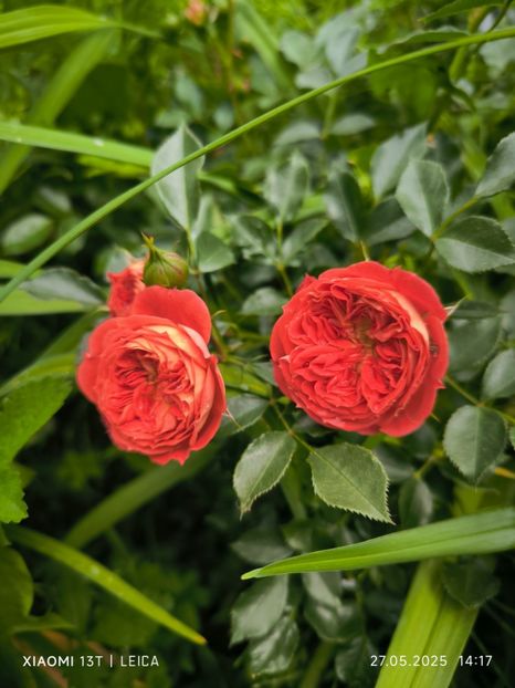  - Trandafiri 2025