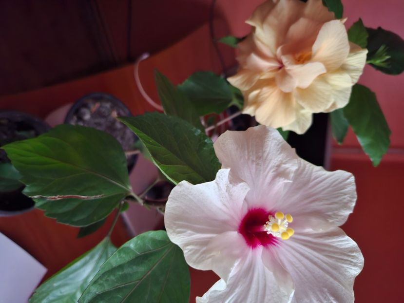  - hibiscusi