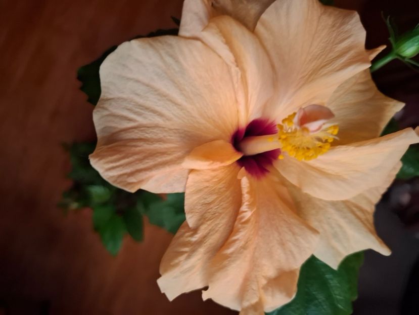  - hibiscusi