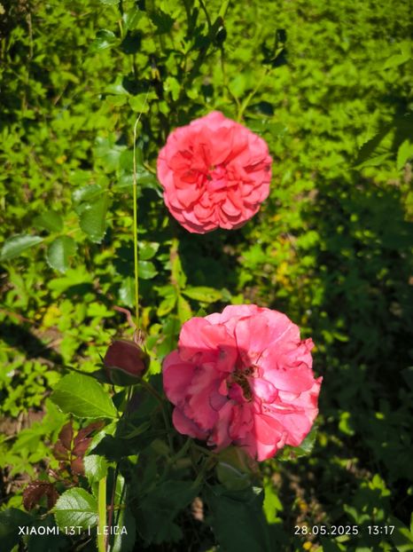  - Trandafiri 2025