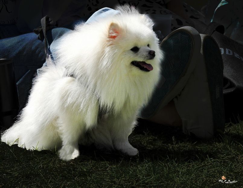 Doggie 4a  - B - ANIMALS