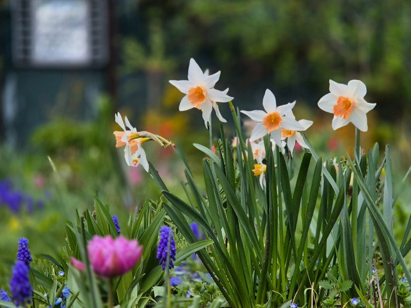  - 00_2025 Primăvara