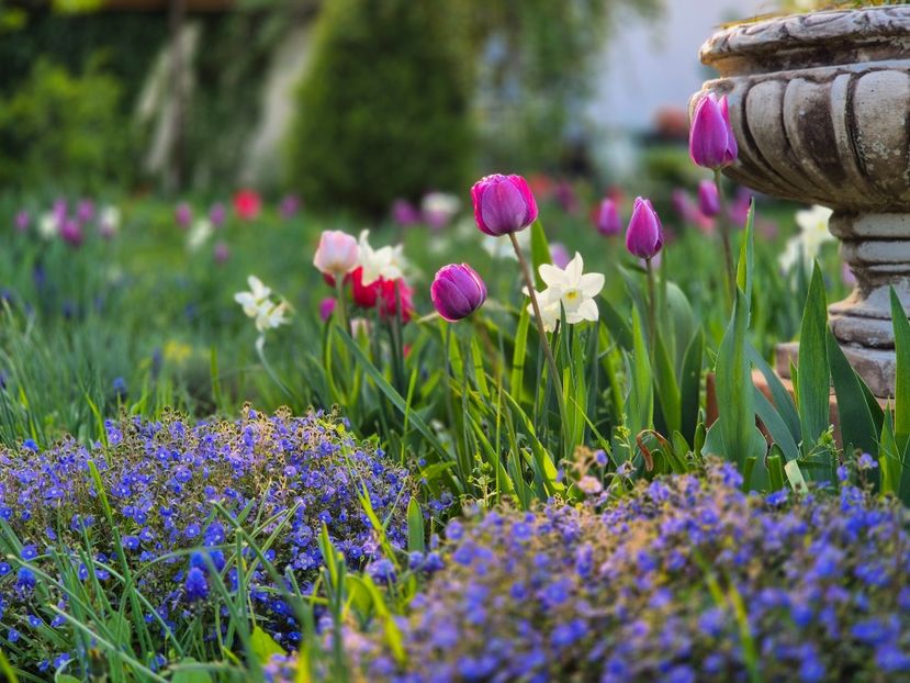  - 00_2025 Primăvara