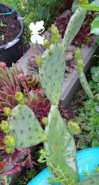  - Opuntia -cactus de exterior