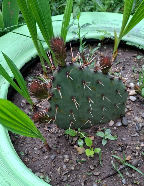  - Opuntia -cactus de exterior