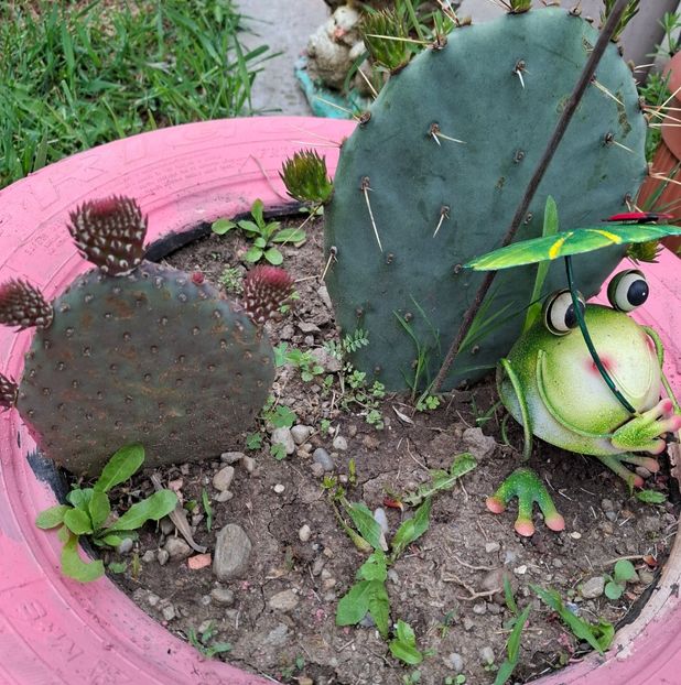  - Opuntia -cactus de exterior