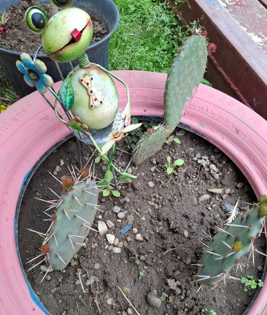  - Opuntia -cactus de exterior