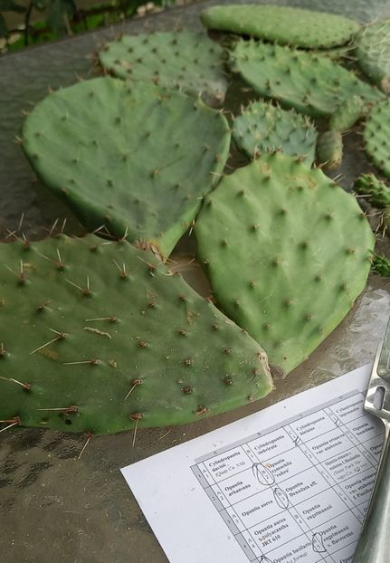  - Opuntia -cactus de exterior