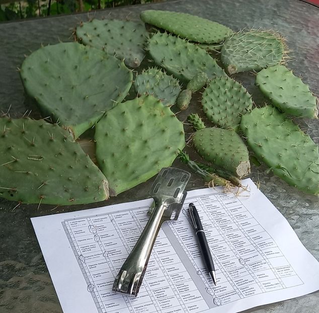  - Opuntia -cactus de exterior