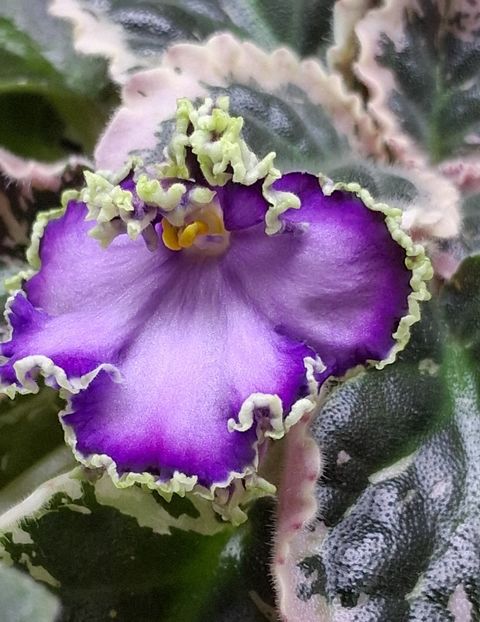 LE Galateia - PORTRETE