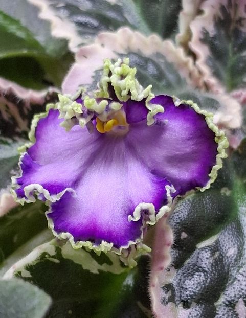 LE Galateia - PORTRETE