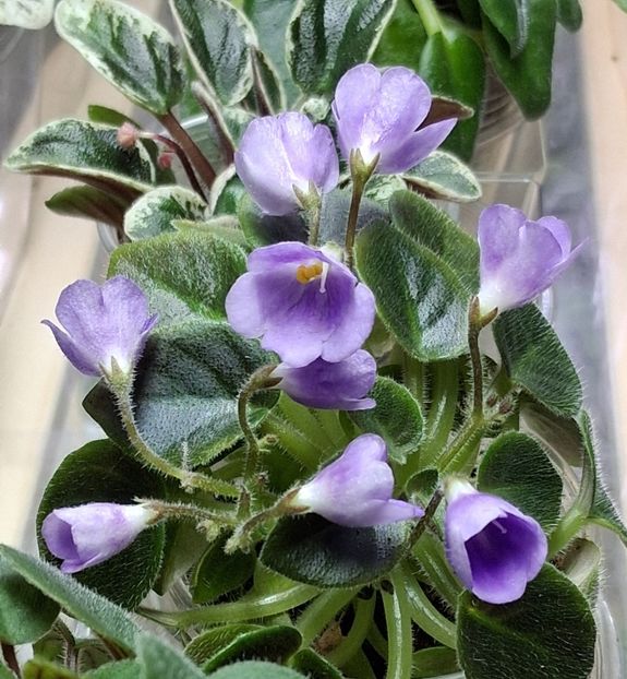  - SK-- Landscape In The Fog