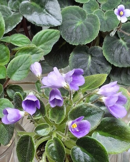  - SK-- Landscape In The Fog