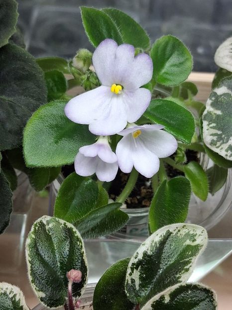  - SK-- Landscape In The Fog