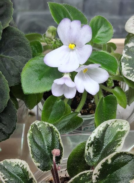  - SK-- Landscape In The Fog