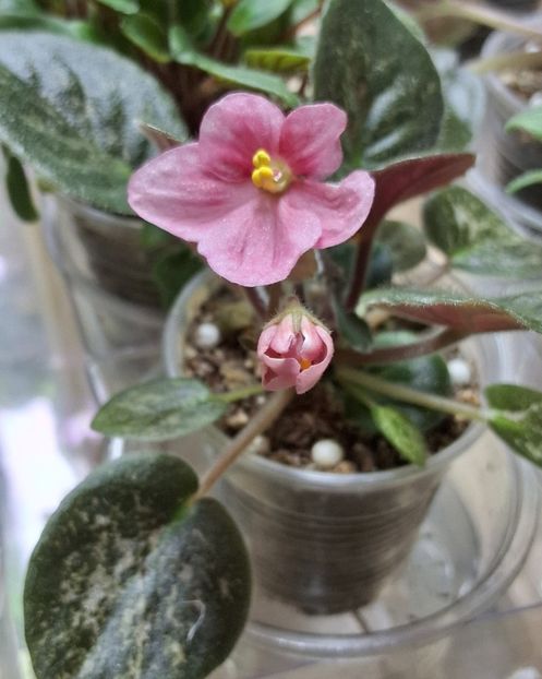  - Mac s Freckled Faced Redhead