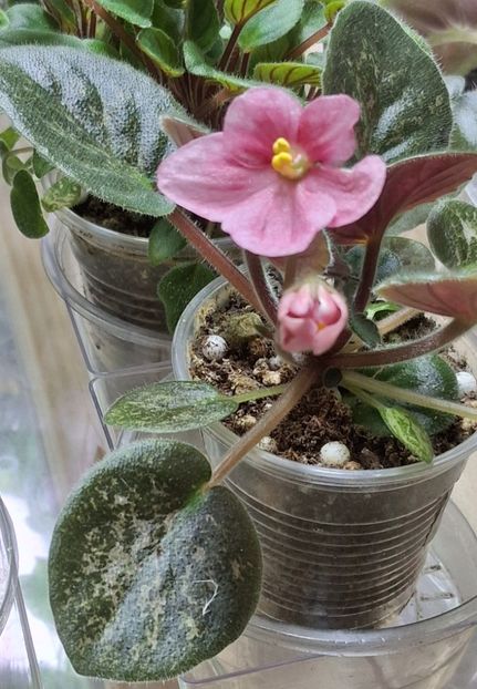  - Mac s Freckled Faced Redhead