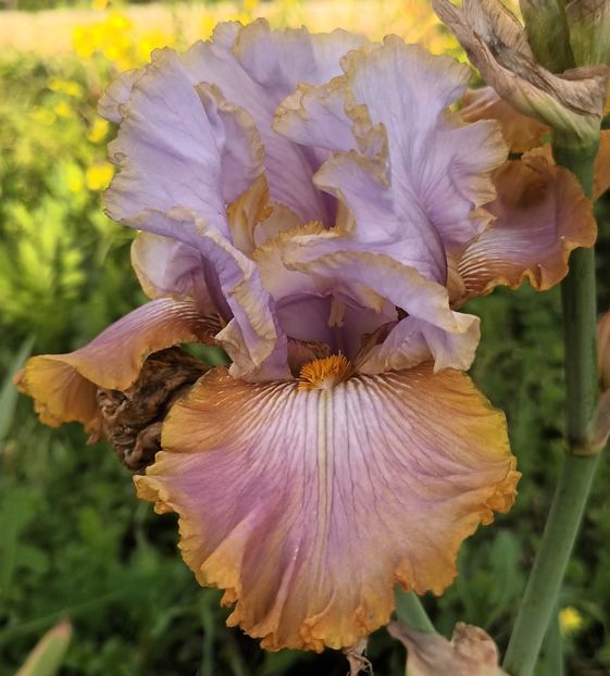  - Gilt By Association