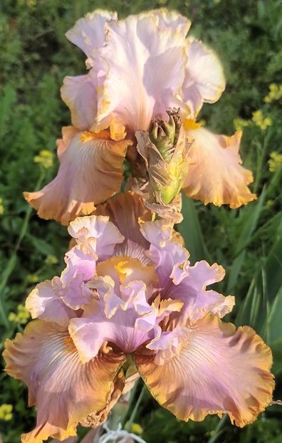  - Gilt By Association