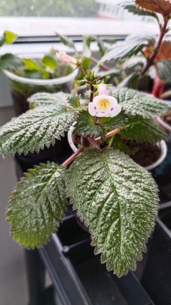  - 2025-Diastema racemiferum