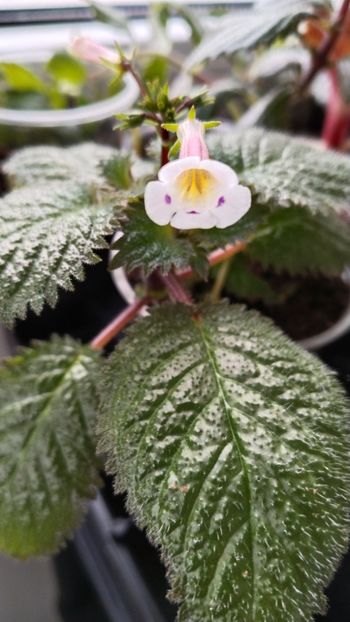  - 2025-Diastema racemiferum