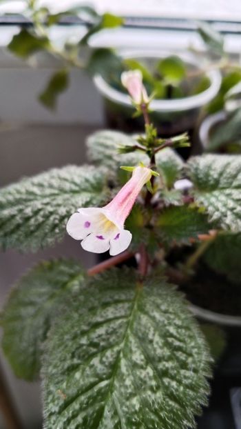  - 2025-Diastema racemiferum