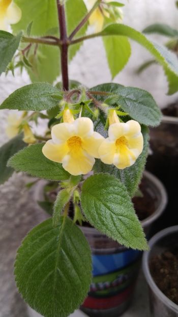  - 2025-AnYa s OLGA PIDPALA