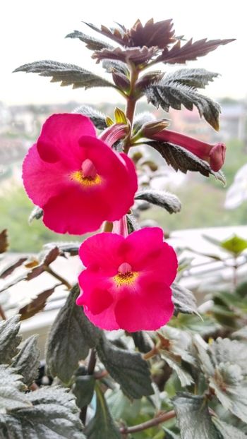  - 2025-BriD s ANNIKA