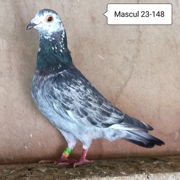 Mascul 23-148 - Cuci